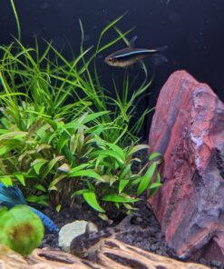 Aquatic Arts Algae Wafers (8 Ounce) Sinking Food for Live Aquarium Shrimp, Fish (Pleco/Tetra), Snails, and Bottom Feeders | High Protein Spirulina Blend Fish Food for Fish Tank Aquariums 38 71I3wDwVsLL