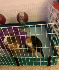 MidWest Homes for Pets Canvas Bottom (Replacement Part) for Guinea Pig Habitat Model 171GH & Guinea Pig Habitat 'Plus' Model 171GHP 47.3"L x 23.8"W x 4.3"H 25 71I860k8drL