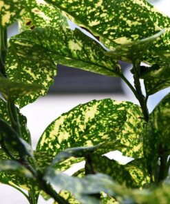 Nikon AF-S VR Micro-NIKKOR 105mm f/2.8G IF-ED Lens Lens Only 65 71IB6qdxVLL