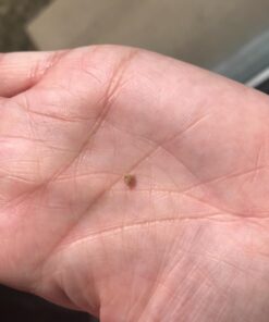 Herb Pharm Stone Breaker (Chanca Piedra) Compound Liquid for Urinary System Support - 1 Fl Oz 1 Fl Oz (Pack of 1) 31 71IC8 XxCwL