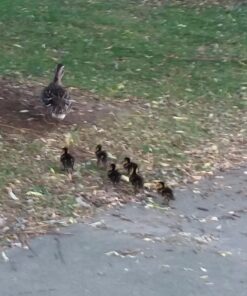 NaturesPeck® Dried Mealworms (11-22-44 lbs) Non-GMO High Protein Treats for Chickens & Wild Birds 11.00 Pound (Pack of 1) 15 71IFFhJwjhL