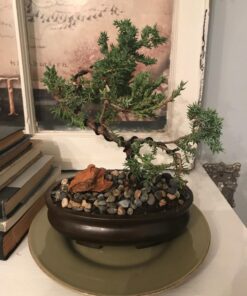 9Greenbox Best Gift Bonsai Juniper Tree, 4 Pound Style 2 33 71II7coZML