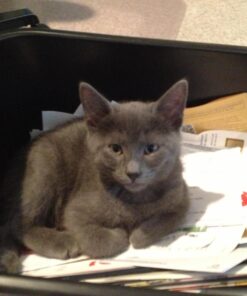 Sticky Paws Pioneer Pet Roll (32.8 feet) Roll (32.8 ft) 34 71INoxsz8BL