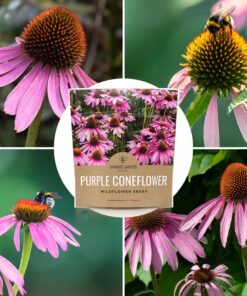 Purple Coneflower Seeds – Extra Large Packet – Over 3,000 Open Pollinated Non-GMO Wildflower Seeds – Echinacea purpurea 1 Ounce Pouch 24 71IOPrzBlIL