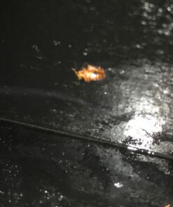 EcoRaider Bed Bug Killer Spray 1 Gallon Jug, Green + Non-Toxic, 100% Kill + Extended Protection 37 71IORErvHZL