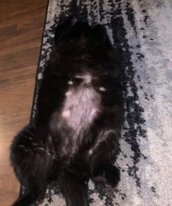 Nutramax Cosequin Joint Health Supplement for Cats - With Glucosamine and Chondroitin, 55 Capsules 31 71IOxDzkn3L