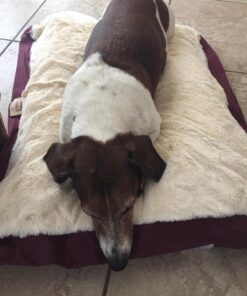 Armarkat Pet Bed Mat 28 by 22 by 5, M02HJH/MB-Medium, Ivory 28.0"L x 22.0"W x 5.0"Th 29 71IPHUGhAJL 1