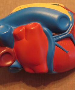 Learning Resources Cross-Section Human Heart Model, Large Foam Classroom Demonstration Model, 2Piece, Grades 2+, Ages 7+ Multi-color, 5 x 5 x 5 inches 26 71IQh3UERuL