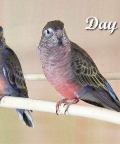 Hagen Parakeet/Budgie Staple Vme Seed, 25-Pound,Green Budgie 25 Pound (Pack of 1) 18 71IRYKwJ8jL