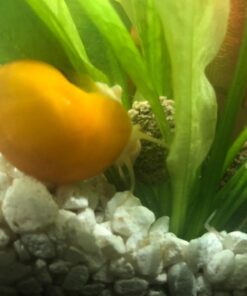 Golden Mystery Snail - 1/2"-2" - Algae Eater for Aquariums 40 71IVMe7FYqL