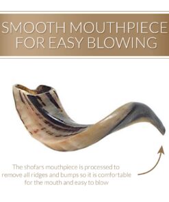 Judaica Mega Mall Kosher ODORLESS Polished Natural Rams Horn | Smooth Mouthpiece for Easy Includes Carrying Bag and Shofar Blowing Guide | Medium Size (12”-14”) (Jud-0651) 12"-14" 12 71IWyzF2FjL