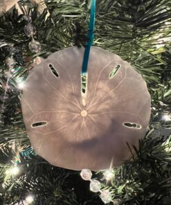 Tumbler Home White Sand Dollars 3"-3.5" - 10pcs - Wedding Seashell Craft Sandollars- Hand Picked and Professionally Packed 37 71IYZIkGOHL