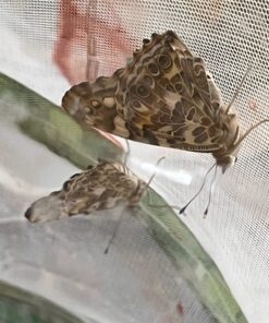 10 Live Caterpillars Shipped Now: Butterfly Kit Refill 52 71IYrvpl44L