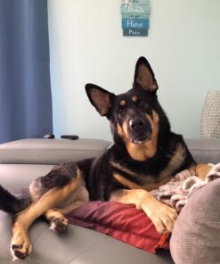 Grasslands Road Wall Starfish GR Beach is My Happy Place Plaque, Medium, White, Blue 43 71IaEvKz6EL