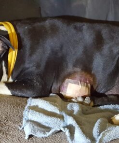 All Health Antibacterial Sheer Adhesive Pad Bandages, 3 in x 4 in, 30 ct | Helps Prevent Infection, Extra Large Comfortable Protection for First Aid and Wound Care 30 Count (Pack of 1) 36 71IbRjBX36L