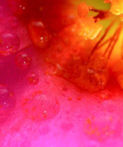 Neewer 4-Way Macro Focusing Focus Rail Slider/Close-Up Shooting for Canon Nikon, Pentax, Olympus, Sony, Samsung and Other Digital SLR Camera and DC with Standard 1/4-Inch Screw Hole 57 71Ibx2xZznL