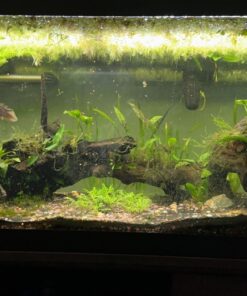 API LEAF ZONE Freshwater Aquarium Plant Fertilizer 18-Ounce Bottle White 16oz 34 71Ic9yJXqQL