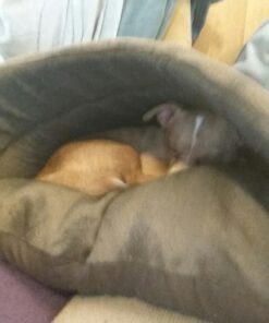 Petmate Kitty Cave, 16-Inch by 19-Inch, Chocolate Brown 8 71IgJBMNqtL