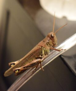 Nikon D5300 24.2 MP CMOS Digital SLR Camera with 18-55mm f/3.5-5.6G ED VR Auto Focus-S DX NIKKOR Zoom Lens (Black) 71 71IgklyXxVL