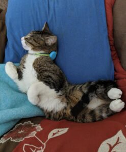 Fancy Feast Elegant Medleys, Tuscany Collection 3-Flavor Variety Pack (12-pack; 3 oz each) 21 71Ii5kDqV L