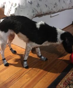 Petego Traction Control Indoor Socks for Dogs, Black/Gray, X-Small, Set of 4 BLACK AND GRAY 10 71IjdzeZm4L