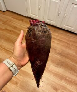 Seed Needs, 1,500+ Rainbow Beet Seed Mixture - 8 Variety Heirloom Mix (Beta vulgaris) Bulk Non-GMO 40 71Ik5wKho9L