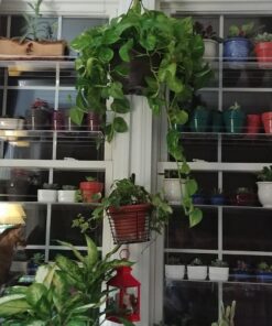 Beautiful Views Hanging Window Plant Shelves (4 Shelves) 4 Shelves 20"x6"x54" 34 71IkaA6mXL