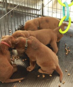 IAMS Smart Puppy Large Breed Dry Dog Food with Real Chicken, 30.6 lb. Bag 30.6 Pound (Pack of 1) 48 71ImWOv0PlL