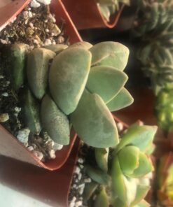 Shop Succulents | Unique Collection of Live Succulent Plants, Hand Selected Variety Pack of Mini Succulents | Collection of 12 6-Pack 45 71InByVVOvL