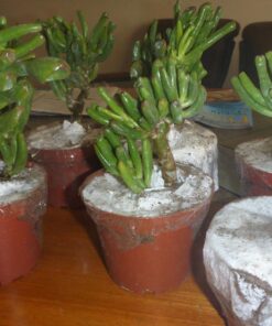 Hobbit Jade Plant - Crassula ovuta - Easy to Grow - 4.5" Pot 22 71InW1zA L