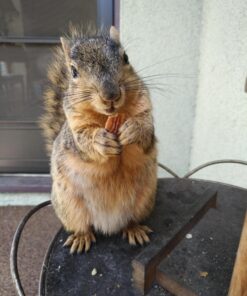 Fisher Chef's Naturals Pecan Halves 24oz (Pack of 1), Unsalted Raw Nuts for Cooking, Baking & Snacking, Vegan Protein, Keto Snack, Gluten Free 24 Ounces (Pack of 1) 41 71Ioi05mRkL 1