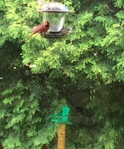 Perky-Pet 305 Holly Berry Gilded Chalet Wild Bird Feeder Gold 41 71IpAiwKGxL