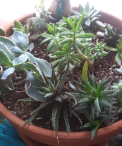 Shop Succulents | Unique Collection of Live Succulent Plants, Hand Selected Variety Pack of Mini Succulents | Collection of 12 6-Pack 41 71IpZFMIeQL