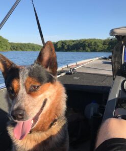 Garmin Striker 4cv with Transducer, 4" GPS Fishfinder with CHIRP Traditional and ClearVu Scanning Sonar Transducer and Built In Quickdraw Contours Mapping Software 28 71IpsQu1OTL