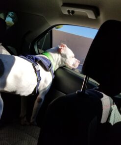 Leash Boss Dog Car Seat Belt Restraint - No-Chew Heavy Duty Car Seatbelt for Pets - 5 Sizes - Coated Steel Rope to Prevent Chewing (31 in) Black - 1-Pack 31in 37 71ItVEX3IVL