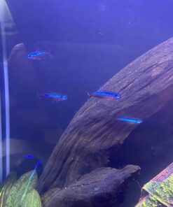 Kordon Rid Ich Plus #37656 - 16oz. 16 Ounce 22 71IuHVmgJL