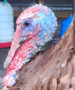 Banixx for Pecking Sores, Bumble Foot, Fowl Pox, Raw Vent Area Infection, Chicken Leg/Foot Injuries 7 71IxyPeT9rL