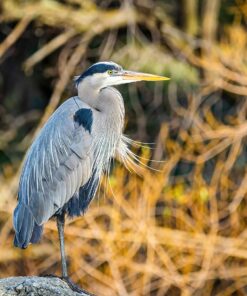 Commlite CM-EF-EOS M Auto-Focus Lens Mount Adapter for EF/EF-S Lens to Canon EOS M (EF-M Mount) Mirrorless Camera Lens Converter Ring for Canon EOS M1 M2 M3 M5 M6 M10 M50 M100 EF-EOS M 40 71IyZmZVHRL