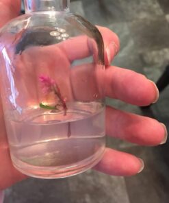 BLOOMIFY Celosia Flower Terrarium, Zero Care, Cockscomb, 4" Jar 39 71J0YDsPCL