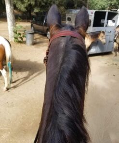 BM Premium 2 Pack of NB-11L, NB-11LH Batteries and Charger Kit for Canon PowerShot Elph 110, Elph 130, Elph 135 IS, Elph 140 IS, Elph 150 IS, Elph 160, Elph 170 IS, Elph 180, Elph 190 IS, Elph 320 HS, Elph 340 HS, Elph 350 HS, Elph 360 HS, A2300 IS, A2... 20 71J0gLHuiiL