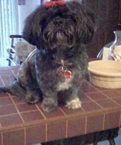 K9 Advantix II Medium Dog Vet-Recommended Flea, Tick & Mosquito Treatment & Prevention | Dogs 11-20 lbs. | 6-Mo Supply 6 Pack Medium Dog only 34 71J28TQcILL