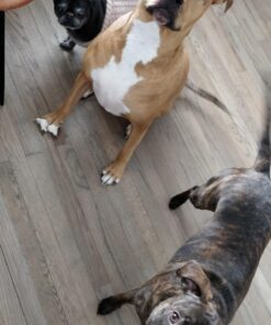 VETRISCIENCE Glycoflex 3 Maximum Strength Hip & Joint Support for Dogs - Glucosamine, DMG, MSM & Green Lipped Mussel - Great Tasting - Vet Recommended, 120 Tablets, (0900887.120) Glycoflex Stage 3 Unflavored 120 Tablets for All Dogs 32 71J3BTLfM6L