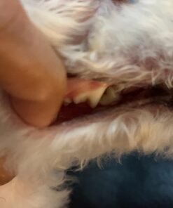 Arm & Hammer Complete Care Enzymatic Dog Toothpaste, 6.2 oz - Dog Toothpaste for Puppies and Adult Dogs, Arm and Hammer Toothpaste for Dogs - Pet Toothpaste, Dog Dental Care and Clean Dog Teeth 6.2 Ounce (Pack of 1) 35 71J3yo13gyL