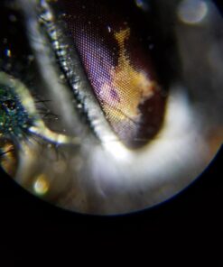 AmScope M162C-2L-PB10-WM-SP14-50P100S 40X-1000X Beginners Microscope Kit for Kids & Students w/Complete Science Accessory Kit + World of The Microscope Book 68 71J906 58QL