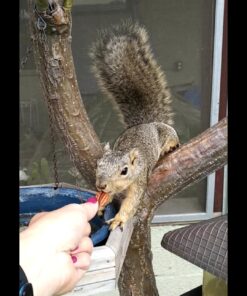 Fisher Chef's Naturals Pecan Halves 24oz (Pack of 1), Unsalted Raw Nuts for Cooking, Baking & Snacking, Vegan Protein, Keto Snack, Gluten Free 24 Ounces (Pack of 1) 42 71JBaF3DQBL