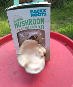 Back to the Roots Organic Oyster Mushroom Grow Kit, Harvest Gourmet Mushrooms In 10 Days 1 Count (Pack of 1) 64 71JF8075izL