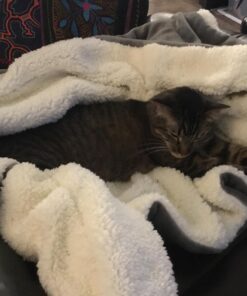 Bedsure Sherpa Fleece Throw Blanket for Couch - Thick and Warm Blanket for Winter, Soft and Fuzzy Throw Blanket for Sofa, Fall Throw Blanket, Grey, 50x60 Inches Throw (50" x 60") Dark Grey 32 71JFU9RIbjL