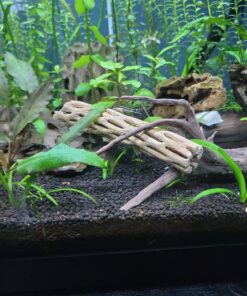 SunGrow Cholla Wood for Shrimps, Dried Husk of Cholla Cactus, Aquarium or Home Decor for Hermit Crabs, Pleco, 3 Pieces per Pack (3 Pieces, 6 inches) 31 71JGE9OpyGL