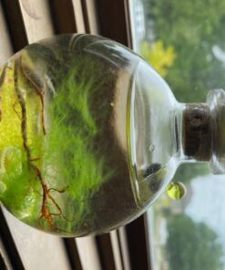 Shrimp Bubble Glass Self-Sustaining Ecosystem Amber 38 71JGGV6AREL