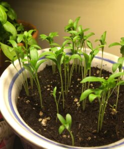 Seeds of Change 1728 Cilantro, Green 37 71JGkYnL7WL